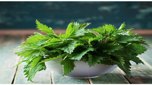 سلامت پروستات با گزنه