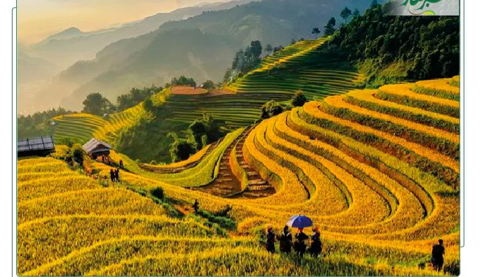 جایگاه کشورها در تولید و مصرف برنج