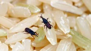 روشهای جلوگیری از شپشک برنج