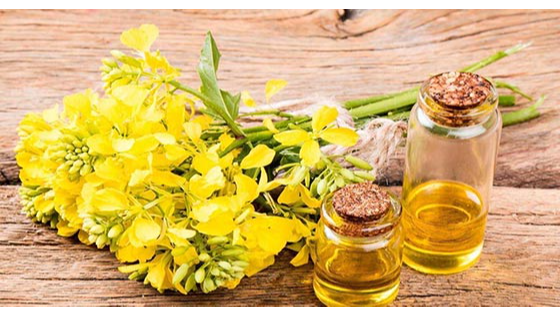 مزایا و معایب روغن کلزا؛  روغن سبک و سالم