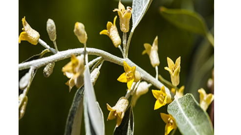 شکوفه سنجد (گل سنجد) خواص بی نظیر دمنوش شکوفه سنجد