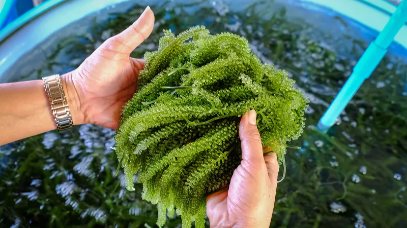 عوارض جلبک برای لاغری شکم و پهلو