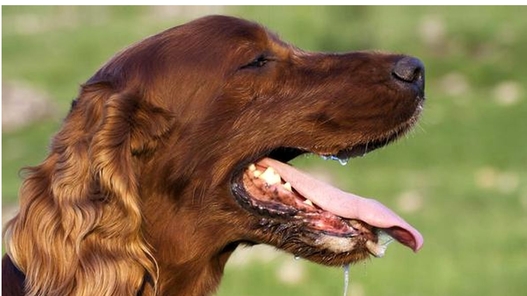 علت ترشح زیاد بزاق دهان سگ چیست؟