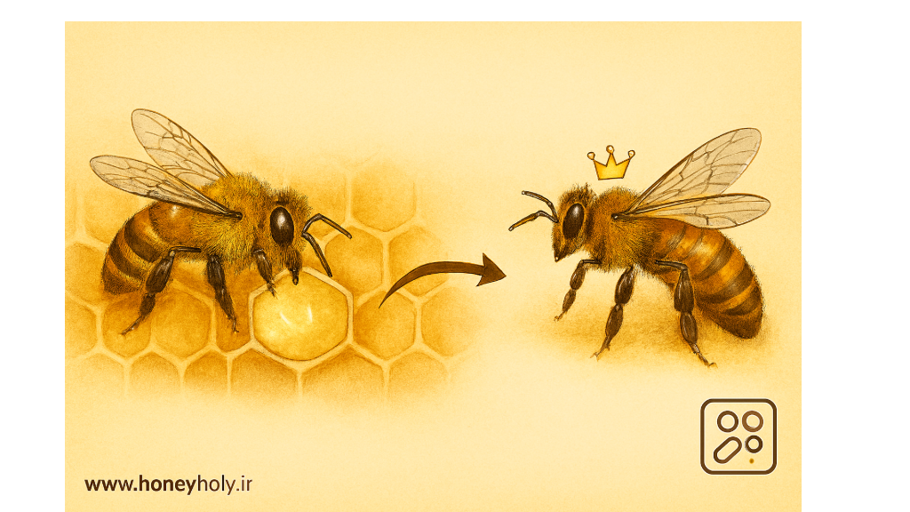 «راز غذای ملکه زنبورها؛ ژل رویال چیست و چگونه تولید می‌شود؟»