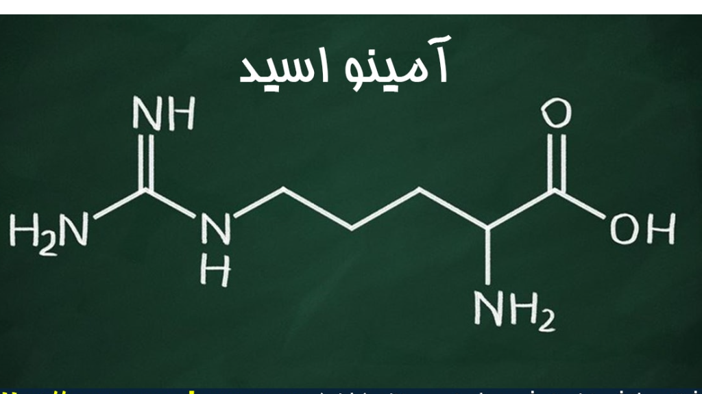 چرا باید آمینو اسیدها را بشناسیم و آیا مناسب برای بدنسازی هستند؟