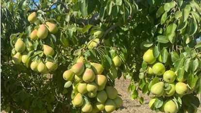 بهترین درخت برای شهر مشهد ، راهنمای کامل خرید نهال