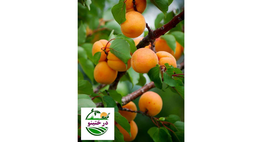 پایه مناسب پیوند درخت زردآلو