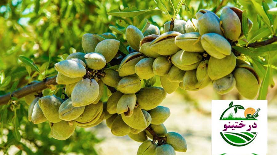 ویژگی‌هایی  درخت نهال بادام فرانیس