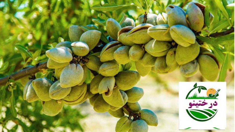 ویژگی درختان بادام دیرگل مقاوم در برابر سرمای دیررس