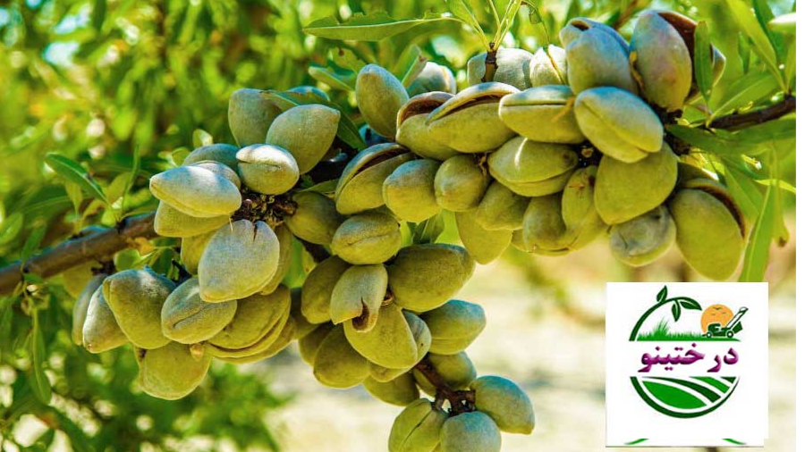 لیست درختان بادام خوشه ای  دیرگل مقاوم به سرما