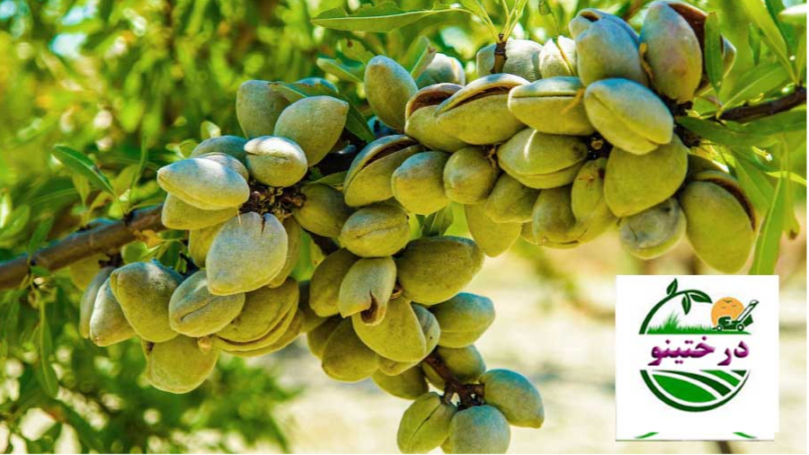 کاشت نهال بادام در مناطق گرمسیری