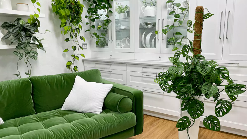 هر آنچه درباره گیاه پتوس حصیری باید بدانید