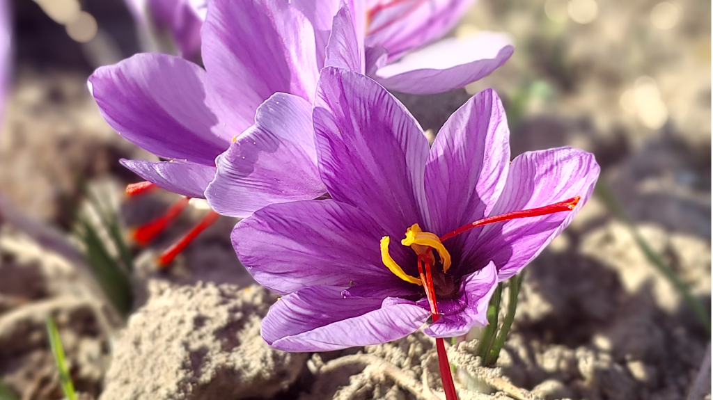 درمان افسردگی با زعفران