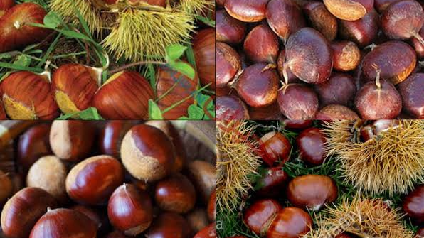 خواص شاه بلوط اسبی در طب سنتی