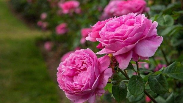 خواص گل محمدی و خرید اسانس گل محمدی
