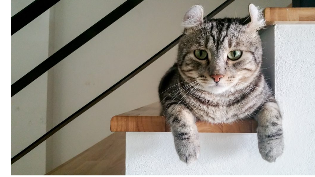 گربه فر آمریکایی American Curl