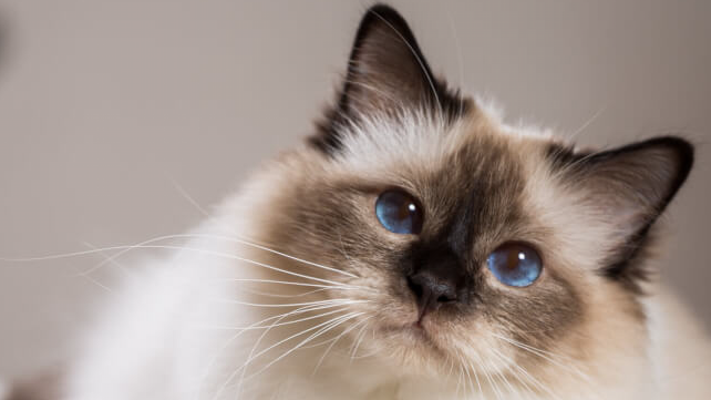 گربه بیرمن Burmese Cat