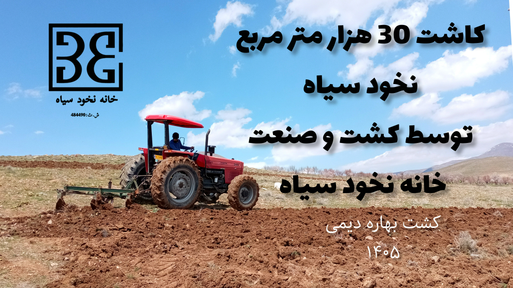 نخود سیاه از سر مزرعه تا سر سفره
