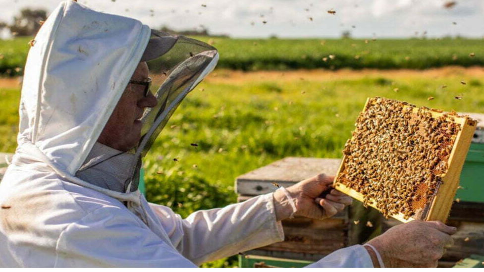 10 کشور با بیشترین تولید عسل[راهنمای کامل]