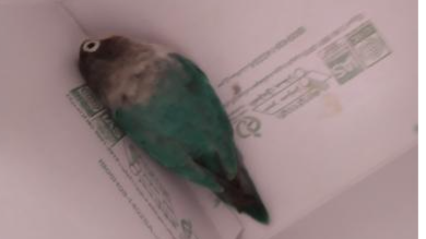 کج‌شدن سر طوطی ها