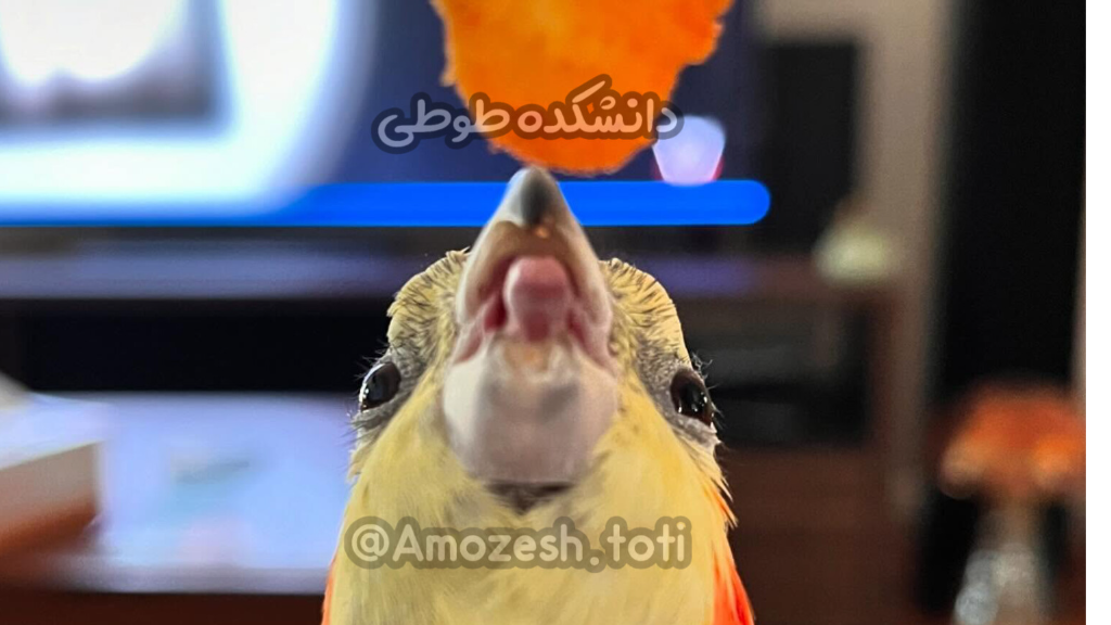 زبان طوطی: یه عضو فوق‌العاده با توانایی‌های شگفت‌انگیز