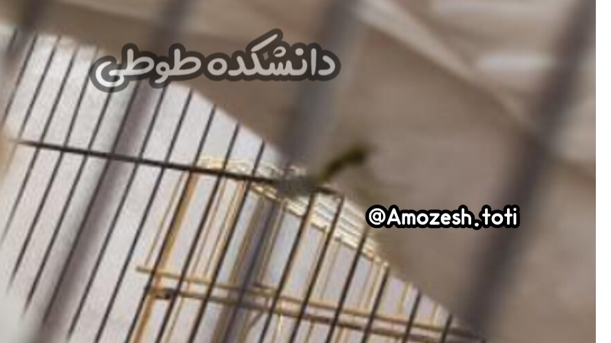 مدفوع چسبناک | چرا مدفوع به پشت طوطی میچسبید