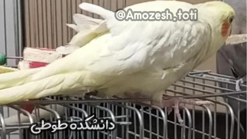 پرهای نا مرتب و موج‌دار عروس هلندی | طوطی ها