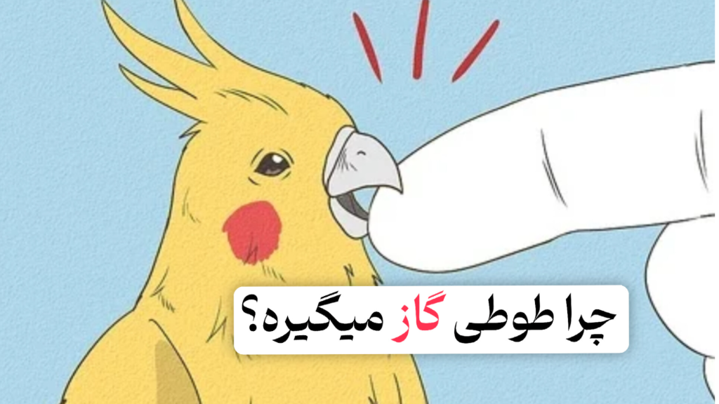 چیکار کنیم عروس هلندی گاز نگیره