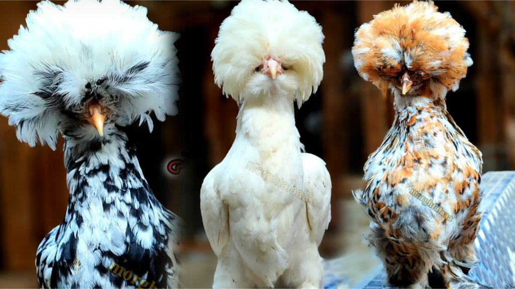 نژاد شناسی:سلطان