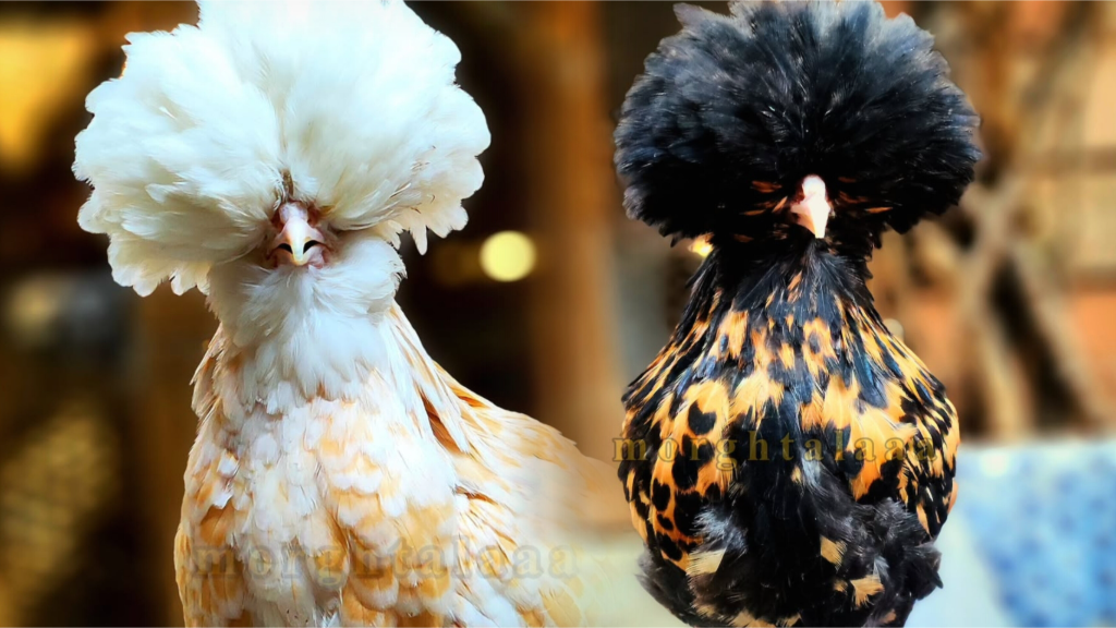 نژاد شناسی:پولند