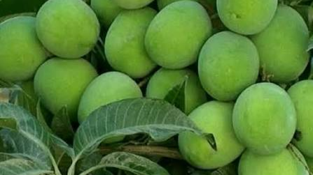 انبه تازه؛ میوه‌ای خوش‌طعم و سرشار از مواد مغذی