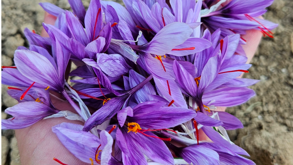 گل های مزرعه زعفران شاه عباسی