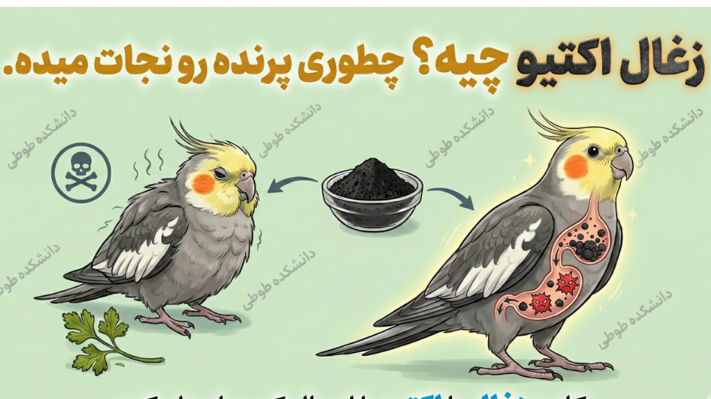 زغال اکتیو؛ جعبه سیاه سلامت طوطی شما!