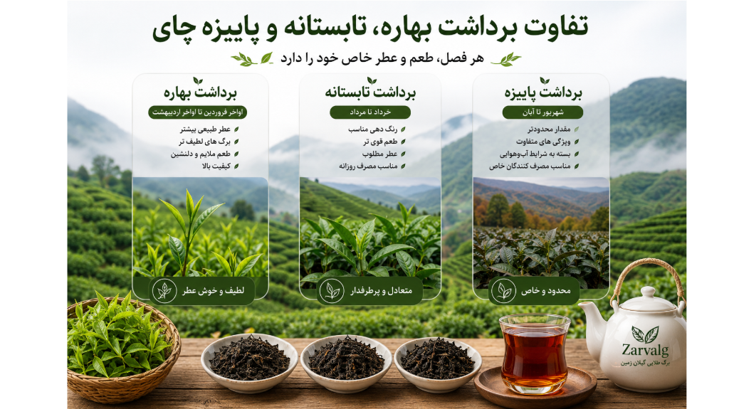 تفاوت برداشت بهاره، تابستانه و پاییزه چای ایرانی