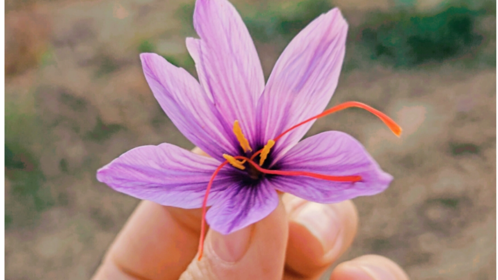 با ارزش ترین گل جهان