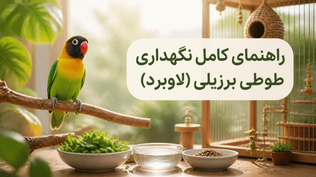 راهنمای کامل نگهداری طوطی برزیلی (لاوبرد)