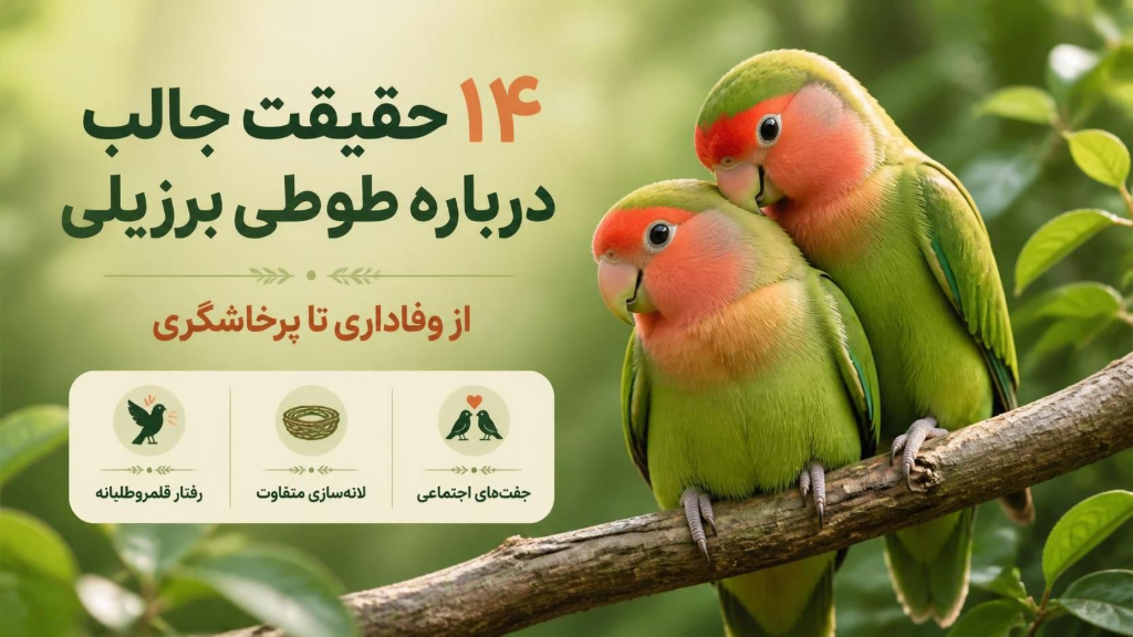 14 حقیقت جالب درباره طوطی برزیلی؛ از وفاداری تا پرخاشگری