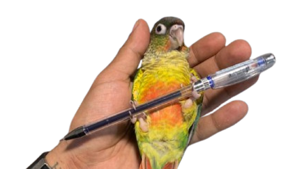 معرفی و خرید طوطی گرینچیک از فروشگاه هپی طوطی