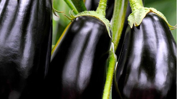 کاشت علمی و اصولی بذر بادمجان شیرین توگال F1