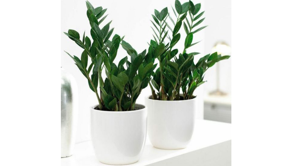 هر آنچه در مورد نگهداری گیاه زامیفولیا نیاز است بدانید