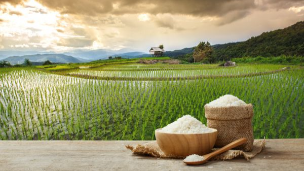 تشخیص اصل بودن برنج طارم هاشمی
