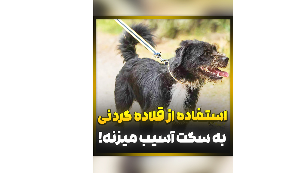آموزش رایگان سگ بهترین قلاده سگ