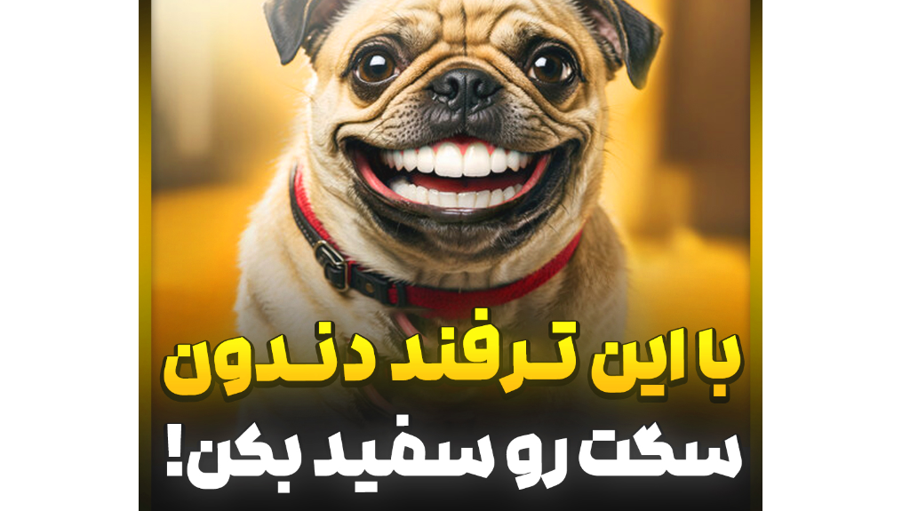 آموزش رایگان سگ بهترین مسواک