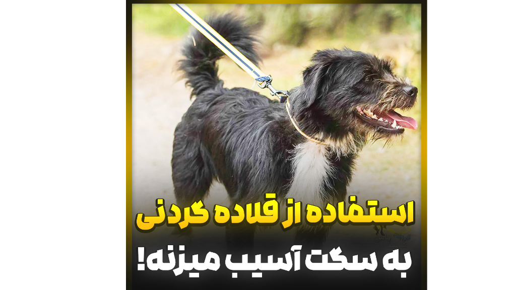 آموزش رایگان سگ ها