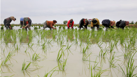 برنج گیلان بهتر است یا مازندران؟