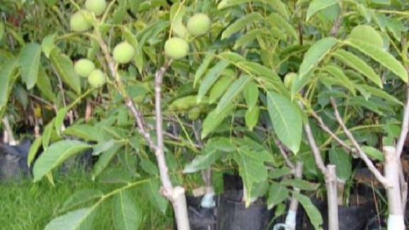 لیست ارقام نهال گردو، نهالستان مشهد درخت