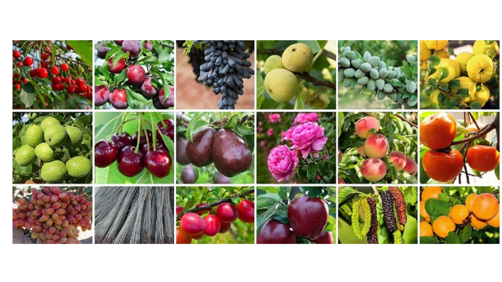 لیست قیمت ارقام نهال میوه در مشهد