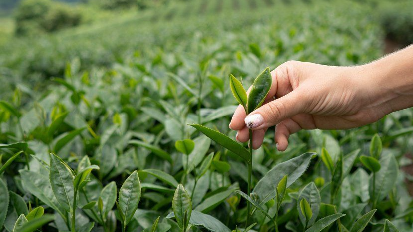 مراحل فرآوری چای سیاه