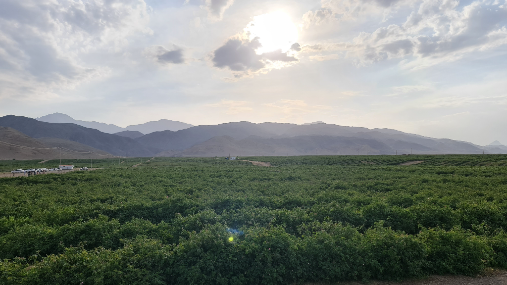 مزرعه گل محمدی