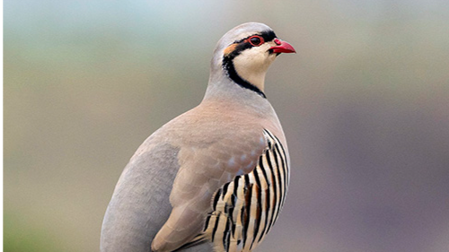 خواص کبک